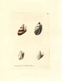 Bulimulus snails