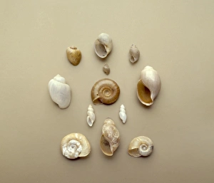Aperture Gallery: Bulinus sp. Biomphalaria sp. African snails