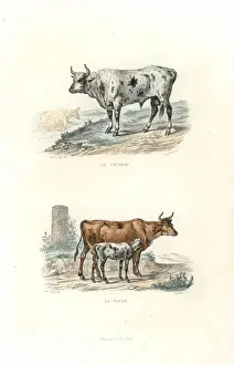 Edouardtravies Prints: Bull, cow and calf