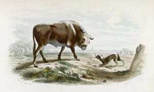 Horned Cow or Bull