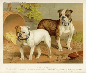 C1890 Prints: Two Bull Dogs C1890