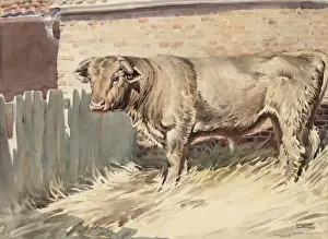 Stud Prints: A Bull in a farmyard pen