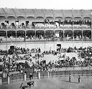Seville Collection: bull fight seville spain