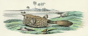 BULL FISH/1860