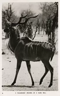 Antelope Gallery: A Bull Kudu Antelope - Zimbabwe, East Africa