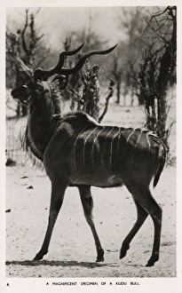 Images Dated 6th June 2016: A Bull Kudu Antelope - Zimbabwe, East Africa