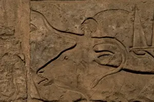 Xixth Prints: Bull being led to sacrifice. Relief. Luxor temple. Egypt