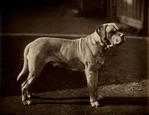 Mastiff Prints: Bull Mastiff Dog