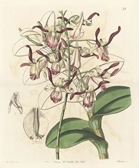 Nurseryman Prints: Bull orchid, Dendrobium taurinum