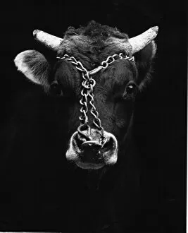 Bull with ring and chain