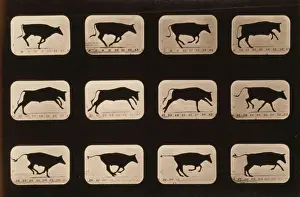 Irregular Prints: Bull, running, irregular