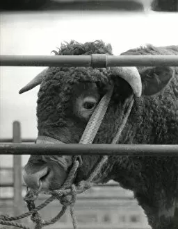 Bridle Collection: Bull for sale at Newton Abbot Livestock Market, Devon