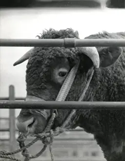 Abbot Prints: Bull for sale at Newton Abbot Livestock Market, Devon
