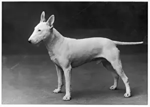 BULL TERRIER / 1925