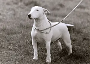 Grinning Prints: BULL TERRIER / 1949