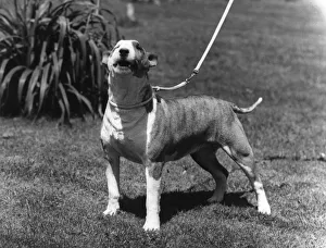 Abraxas Gallery: BULL TERRIER / 1964