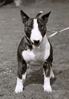 Leash Prints: BULL TERRIER / 1978