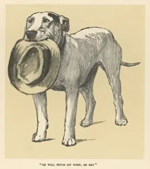 Bull Terrier Aldin