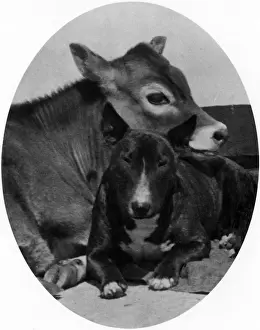Calf Prints: BULL TERRIER AND CALF