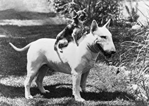 Abraxas Gallery: BULL TERRIER / CHIHUAHUA