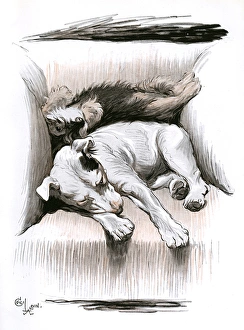 Paws Gallery: Bull terrier and dachshund puppy sleeping in a chair