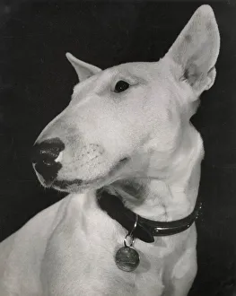 Bull terrier dog, with collar and ID tag Date: 1950s