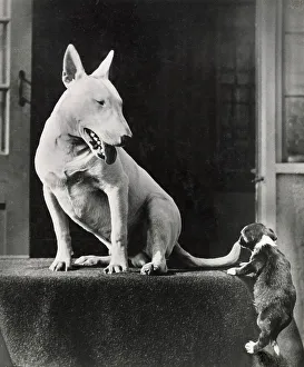 Climb Prints: Bull terrier dog watching a puppy Date: 1950s