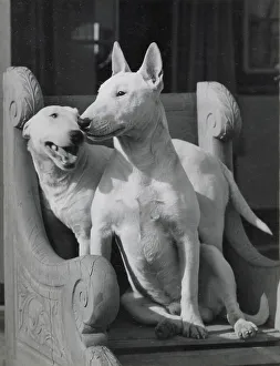 Two Bull terrier dogs in a carved chair Date: 1950s