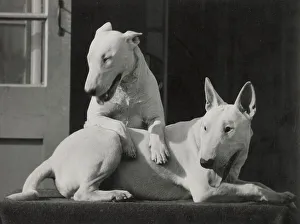 Two Bull terrier dogs enjoying the sunshine Date: 1950s