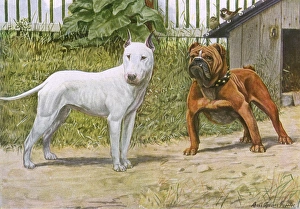 Images Dated 8th December 2011: Bull Terrier and English Bulldog