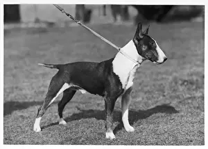 Drummond Prints: BULL TERRIER / LEAD / 1946