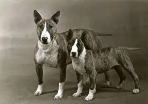 BULL TERRIER ND PUPPY