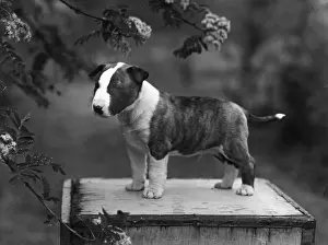 Johnstone Prints: BULL TERRIER PUPPY / 1956