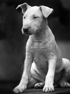 Floppy Collection: BULL TERRIER PUPPY