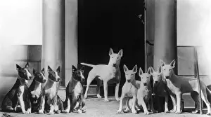 Puppies Prints: BULL TERRIER AND PUPS