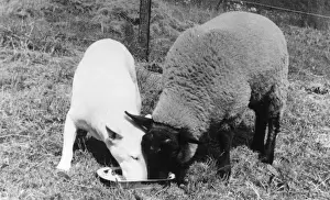 BULL TERRIER AND SHEEP