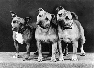 THREE BULL TERRIERS / 1979