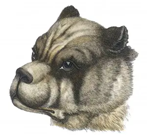 BULLDOG