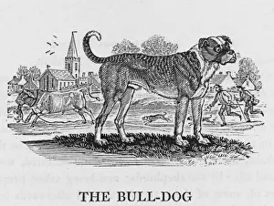 Bewick Prints: Bulldog (Bewick)
