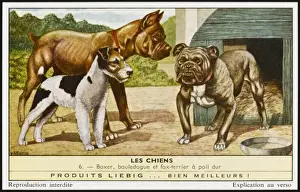 Bull Dog Prints: Bulldog, Boxer, Terrier