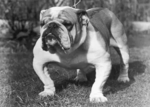 Chain Prints: Bulldog on a Chain