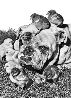 Bulldog and Chicks