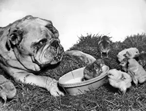 Bulldog and chicks