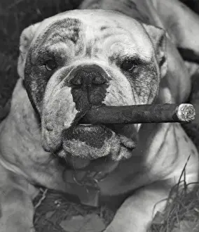 Bulldog with cigar