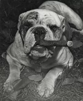 Ugly Gallery: Bulldog with cigar