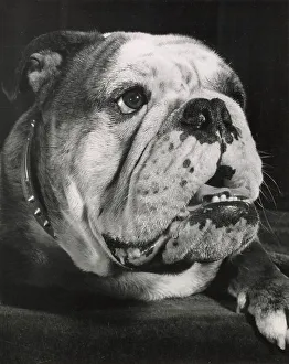 Closeup Prints: Bulldog in closeup Date: 1950s
