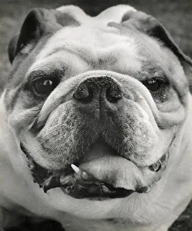 Closeup Prints: Bulldog in closeup Date: 1950s