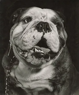 Closeup Prints: Bulldog in closeup Date: 1950s
