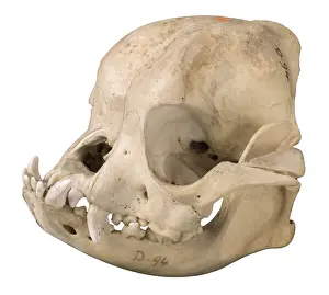 Bulldog cranium 1906