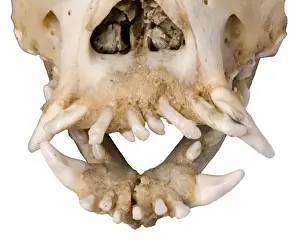 Canidae Prints: Bulldog cranium 2004
